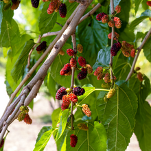 Mulberry - Fruits Plant & Tree