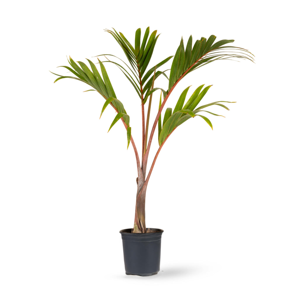 champagne palm plant Champagne Palm