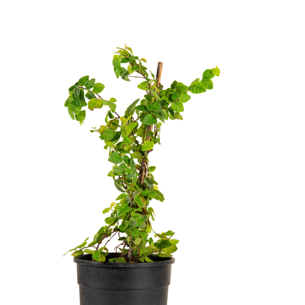 indoor creeper plants in india Wall Creeper/Ficus pumila