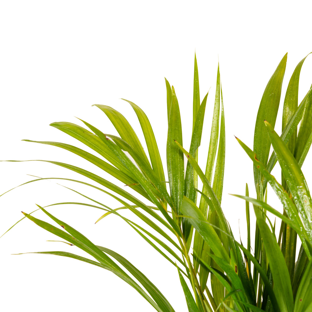 areca palm air purifying india Areca Palm