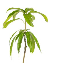 Miyazaki Mango (Grafted)