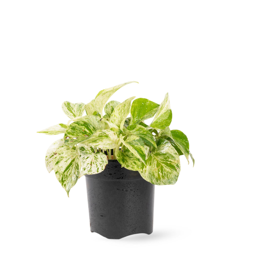 money plant marble queen Marble Queen Money Plant