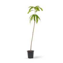 Miyazaki Mango (Grafted)