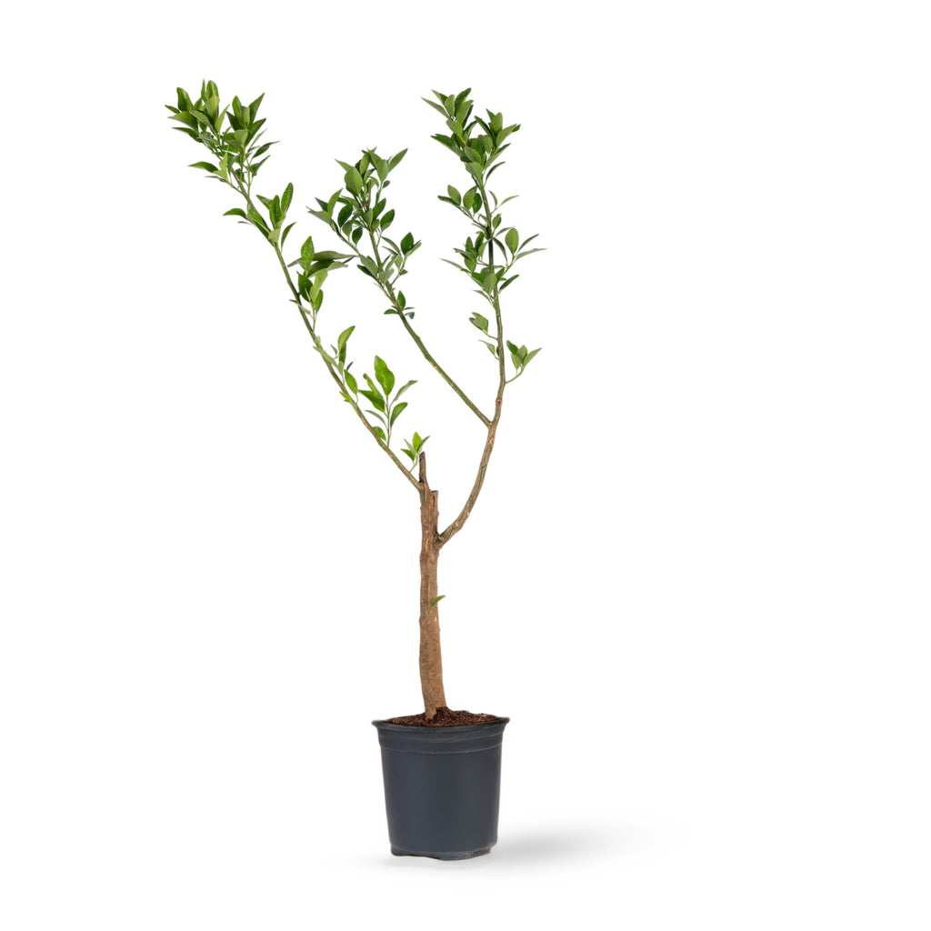 Orange Nagpur(Grafted) - Fruit Plants & Tree– Exotic Flora