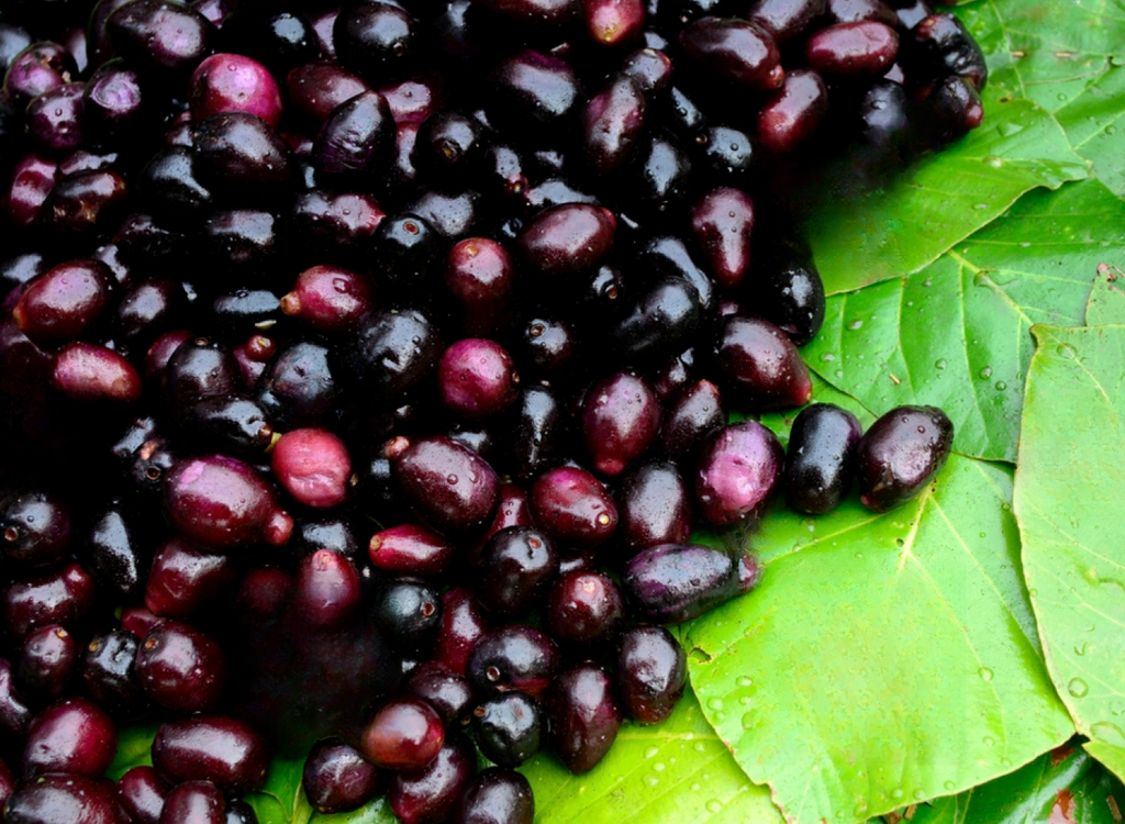 Seedless Jamun - Fruits Plant & tree– Exotic Flora