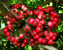 Lipot - Fruits Plant & tree