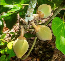 Chupa Chupa fruit (imported)