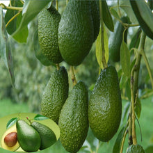 Avocado Hass (Grafted) - Fruit Plants & Tree
