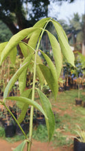 Mahkota Dewa - Fruit Plants & Tree