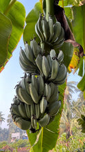 Blue Java Banana / Musa accuminata - Fruits plant & Tree