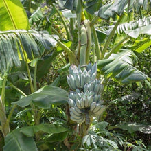 Blue Java Banana / Musa accuminata - Fruits plant & Tree