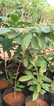 Karakai - Medicinal Plant