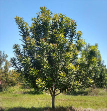 Macadamia Nut
