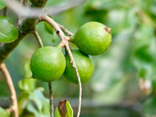 Macadamia Nut