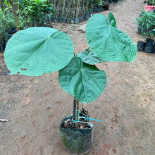 Chupa Chupa fruit (imported)