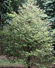 Sundrop - Fruit Plant & Tree