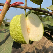 White Diamond Guava - Seedless Guava