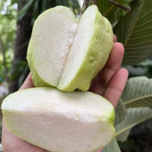 White Diamond Guava - Seedless Guava