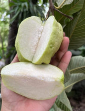 White Diamond Guava - Seedless Guava
