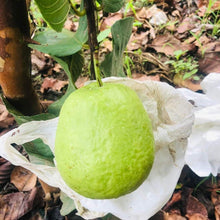 White Diamond Guava - Seedless Guava