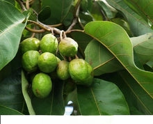 Karakai - Medicinal Plant