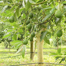 Avocado Hass (Grafted) - Fruit Plants & Tree
