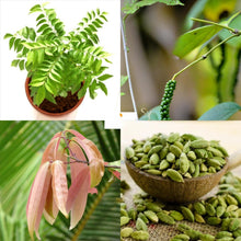 Grow Your Kitchen Spices Naturally in Your Home