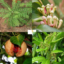 Exotic Flora Special Aromatic & Spice Plants