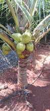 Malaysian coconut (dwarf) variety- Fruits plants & Tree