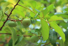 Gold fruit / Diospyros decandra - Fruits plant & Tree