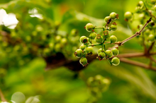Lipot - Fruits Plant & tree