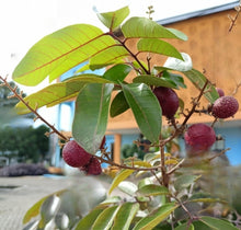 Rubby Longon (Imported) - Fruit Plant & Tree