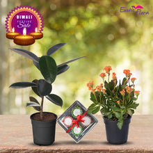 Diwali Plant Gifts - Rubber Plant & Kalanchoe Orange With Clay Diya