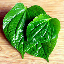 Maghai Paan/Betel Leaf - Medicinal & Aromatic Plants