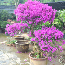 Bougainvillea Glabra- Flowering shurbs - Exotic Flora
