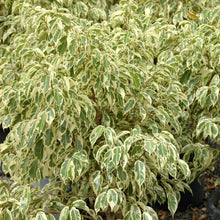 Ficus Benjamina Starlight - Ornamental Shrubs - Exotic Flora