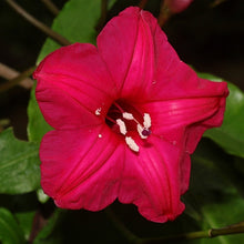 Cardinal Creeper(Ipomoea Horsfalliae) - Creepers & Climbers - Exotic Flora