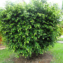 Ficus Benjamina Gold - Ornamental Shrubs - Exotic Flora