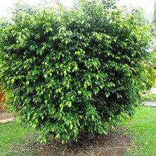 Ficus Benjamina Blackie - Indoor/Outdoor Plants