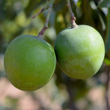 Mango Royal Special (Grafted)- Big Size Plants
