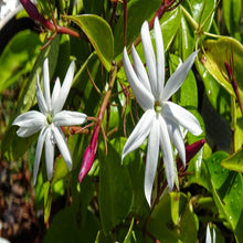Angel wing jasmine - Creepers & Climbers - Exotic Flora