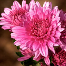 Chrysanthemum Pink - SEASONALS - Exotic Flora