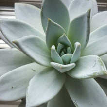 Echeveria 11-Gift Plants - Exotic Flora