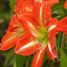 Amaryllis Lily, Red - Flowering Plants - Exotic Flora