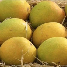 Mango Sugar Candy (Grafted) - Big Size Plants