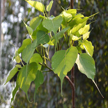 Ficus Religiosa/Peepal Tree - Avenue Trees - Exotic Flora