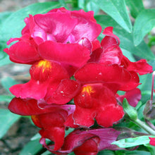 Antirrhinum Red - SEASONALS - Exotic Flora