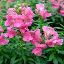 Antirrhinum Pink- SEASONALS - Exotic Flora