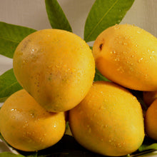 Mango Bahensha Or Bangenpalli  (Grafted)- Big Size Plants