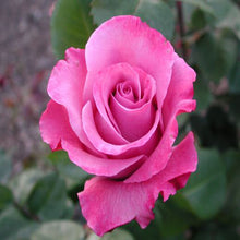 Floribunda Rose - Flowering Shrubs - Exotic Flora